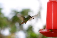 Hummingbird At Bird Feeder Royalty Free Stock Photography Hummingbird At Bird Feeder Royalty Free Stock Photography