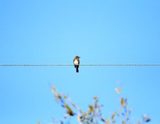 Bird On A Wire Stock Photography Bird On A Wire Stock Photography