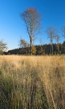 Autumn Royalty Free Stock Image Autumn Royalty Free Stock Image