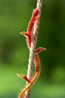 Red Stalk Stock Photo Red Stalk Stock Photo