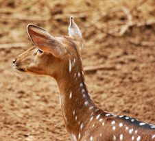 Fawn Deer Stock Photo Fawn Deer Stock Photo