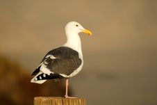Seagull Perched On Log At Pismo Beach California Stock Images Seagull Perched On Log At Pismo Beach California Stock Images