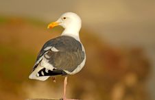 Seagull Perched On Log Looking To The Left In Pismo Beach Califo Stock Image