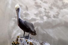 Pelican Standing On Rock Overlooking Ocean Off Coast Of Pismo Be Stock Photos Pelican Standing On Rock Overlooking Ocean Off Coast Of Pismo Be Stock Photos
