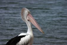 Australian Pelicans (Pelecanus Conspicillatus) Stock Photo Australian Pelicans (Pelecanus Conspicillatus) Stock Photo