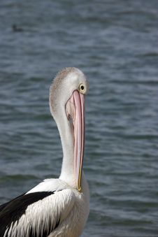 Australian Pelicans (Pelecanus Conspicillatus) Stock Image Australian Pelicans (Pelecanus Conspicillatus) Stock Image
