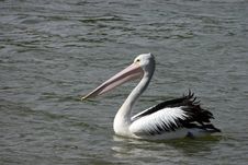 Australian Pelicans (Pelecanus Conspicillatus) Stock Photography Australian Pelicans (Pelecanus Conspicillatus) Stock Photography