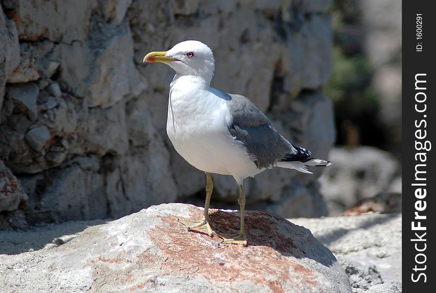 Alone sea gull waiting for the food. Alone sea gull waiting for the food