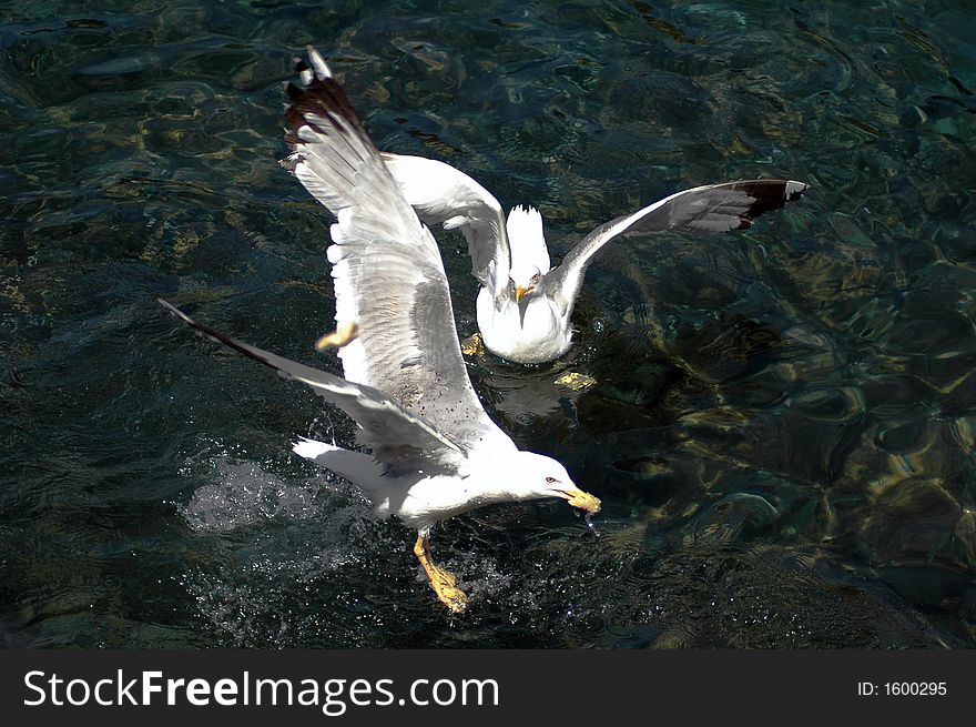Two sea gulls in fight for food. Two sea gulls in fight for food