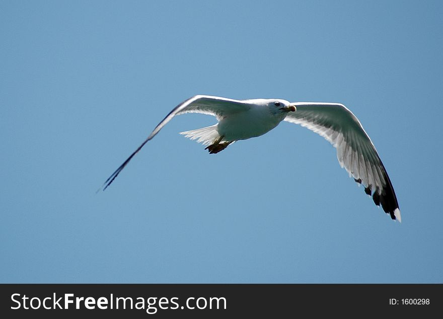 Alone sea gull flight over sea surface