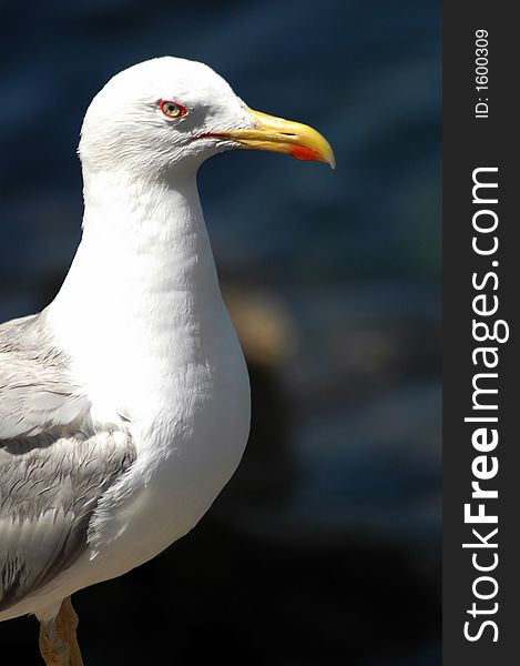 Sea Gull