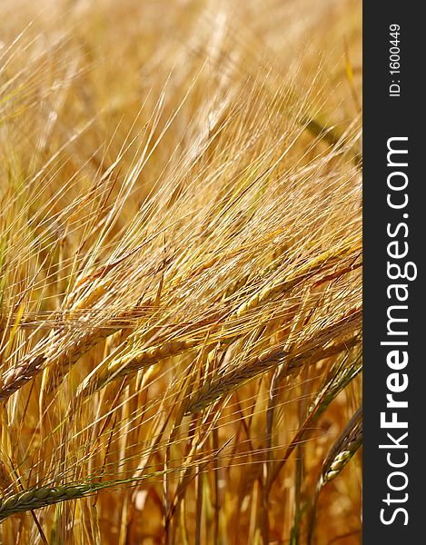 A close-up photo of a corn field