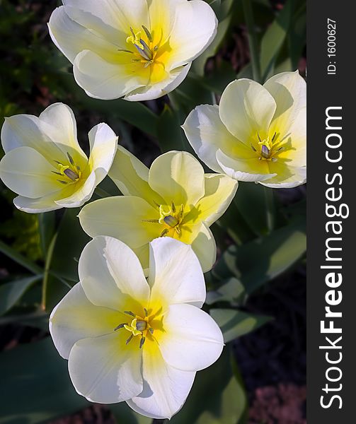 White tulips early spring (Denmark)