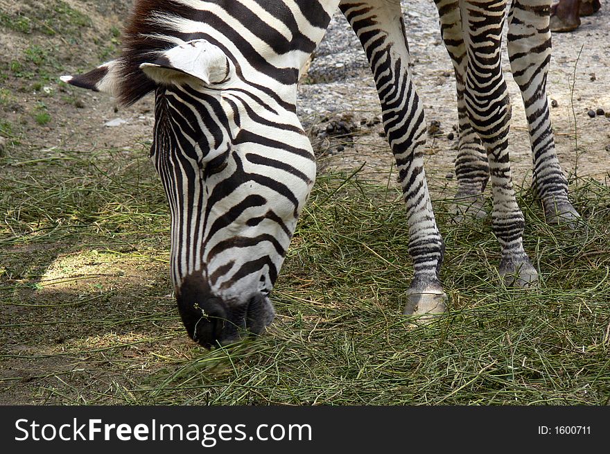 Eating zebra photo for Zoo.