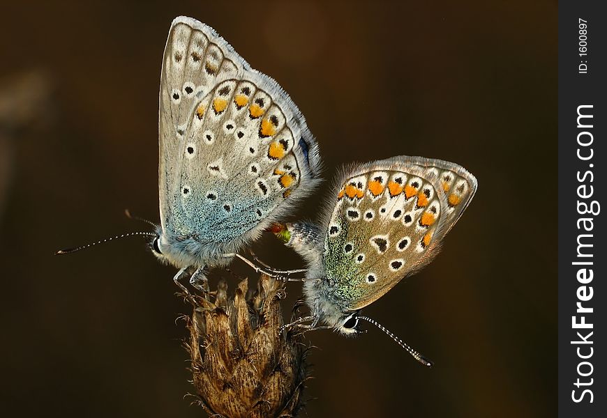 Copulating two  butterflys Polyommatus icarus. Copulating two  butterflys Polyommatus icarus