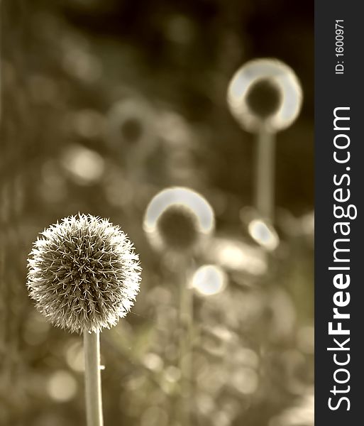 Danish Ball flowers with backlight