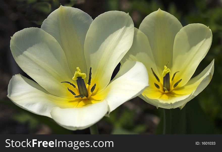 It's a photo of white tulips