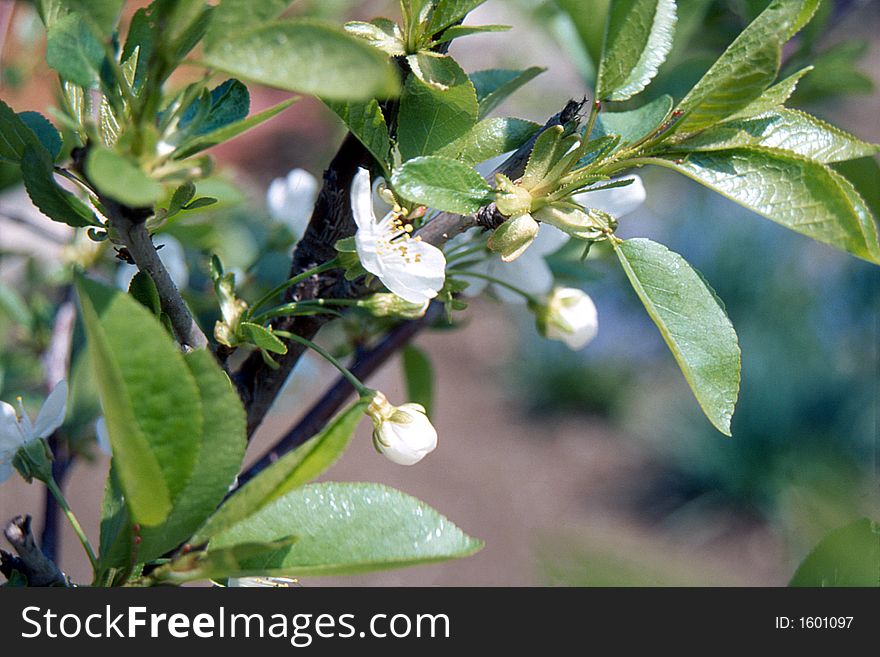 Nice buds in spring time. Nice buds in spring time