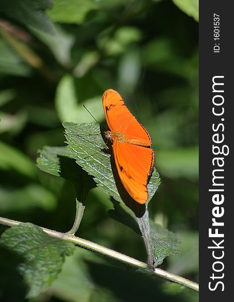 Julia Butterfly (Dryas julia)