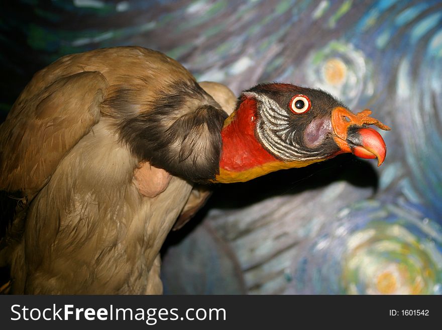 Stock Photo of a stuffed King Buzzard.