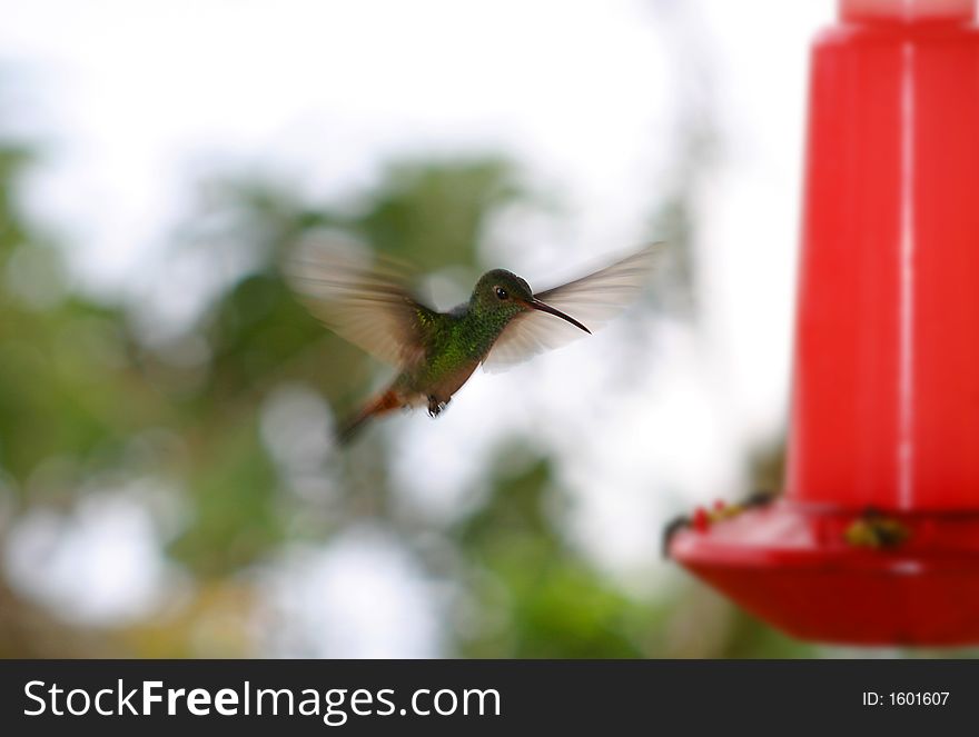 Hummingbird At Bird Feeder