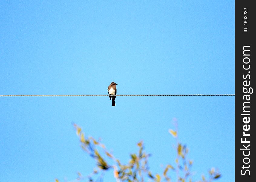 Bird sitting on a telephone wire. Bird sitting on a telephone wire