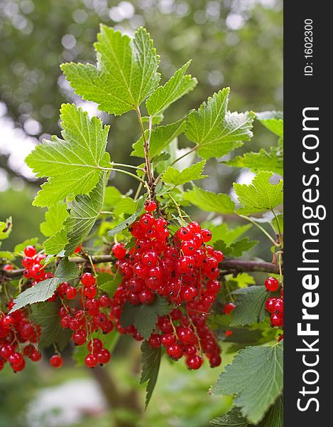 A photo of Redcurrant, early autumn