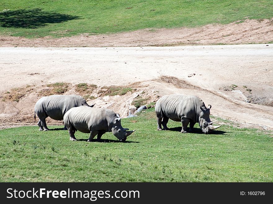 White (square-lipped) rhinoceros, South Africa. White (square-lipped) rhinoceros, South Africa