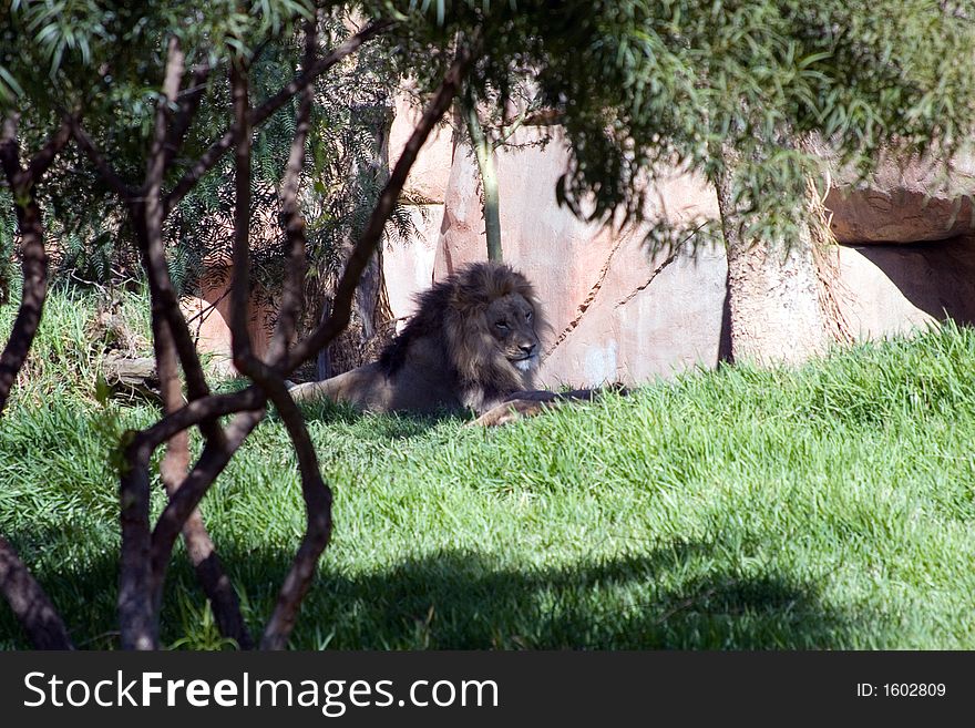 A lion sitting and waiting