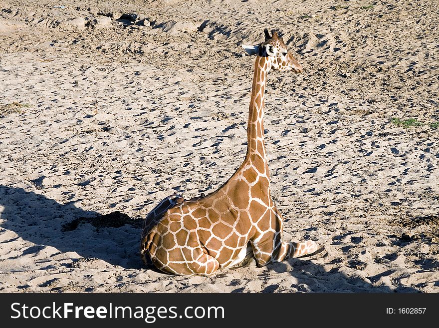 Giraffe sitting down in sand. Giraffe sitting down in sand