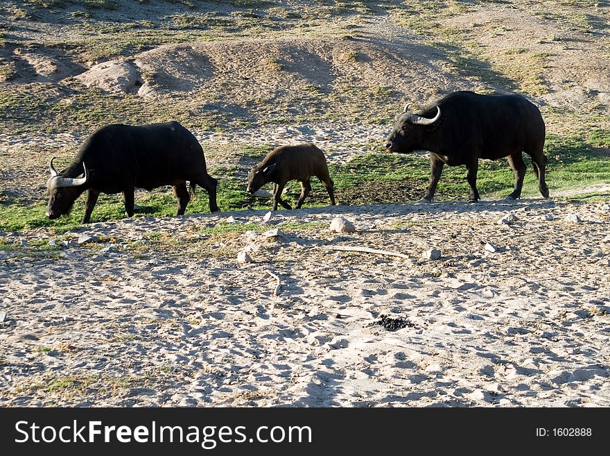 Three buffalo walking in the desert. Three buffalo walking in the desert