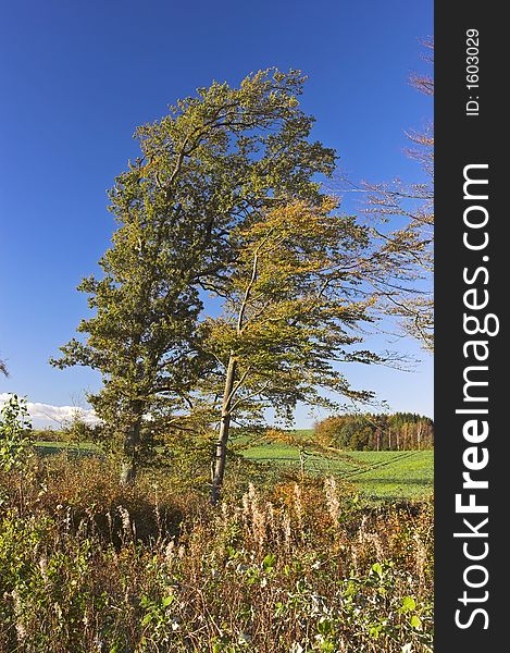 A photo of sunshine in autumn. A photo of sunshine in autumn