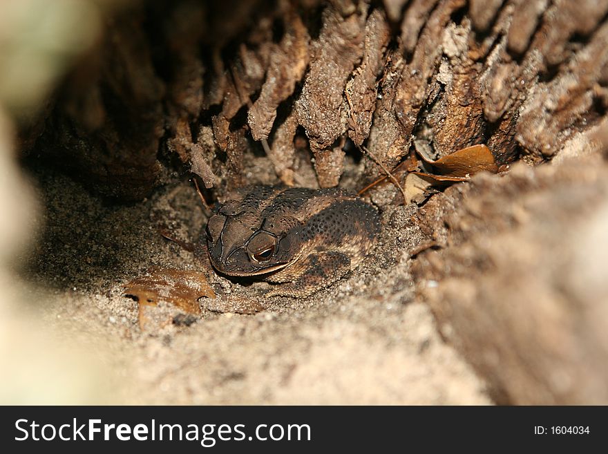 Toad found inside my tree\'s stump. Toad found inside my tree\'s stump