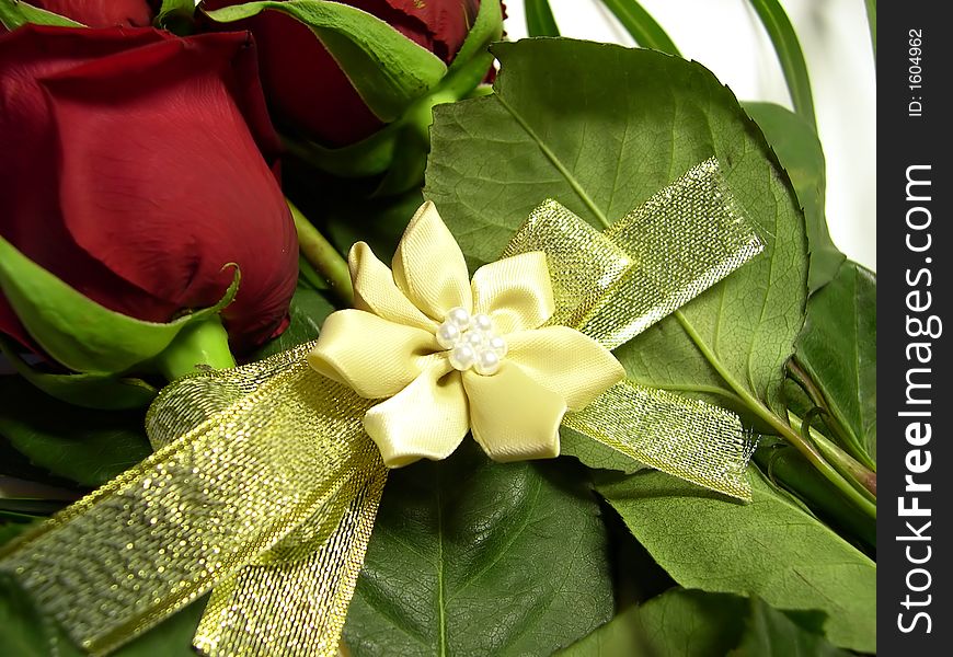 Beautiful red rose on white background