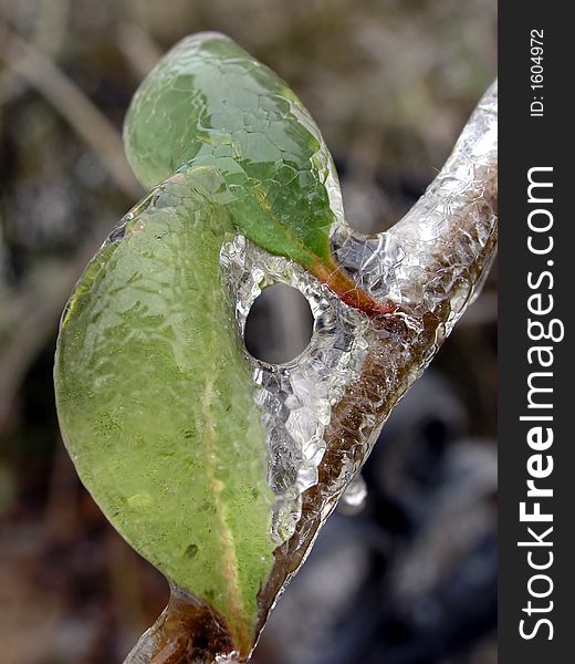 Green Leaves Frozen in Ice. Green Leaves Frozen in Ice