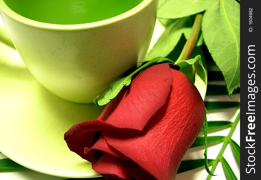 Beautiful red rose on white background