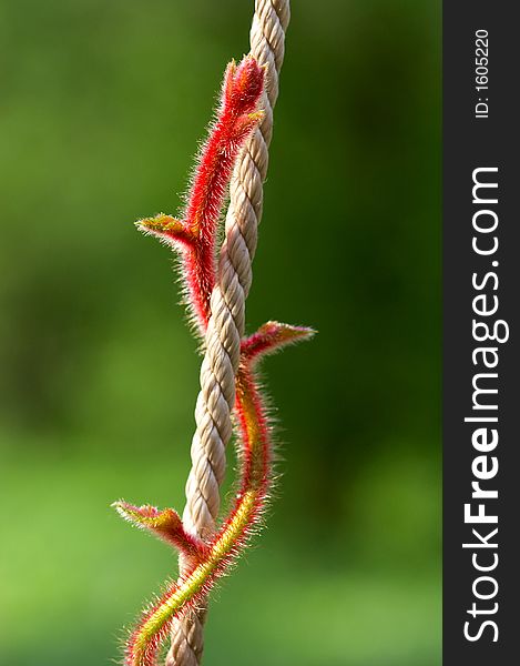 Red stalk on a cord and a green background