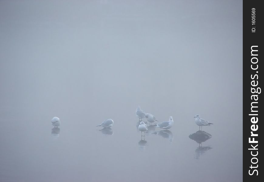 Water birds seen through early morning fog. Water birds seen through early morning fog