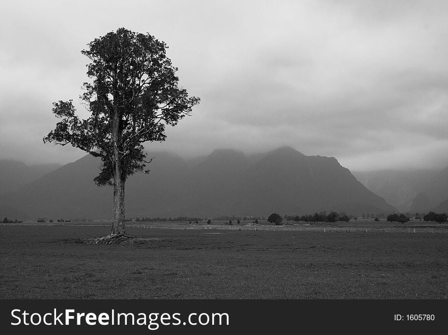 A tree near Lake Matheson, New Zealand with mountains in the background
