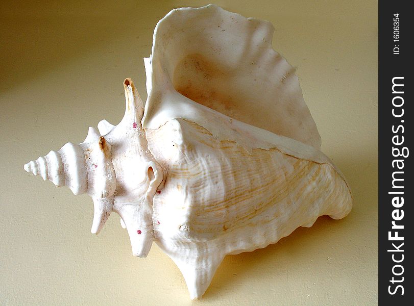 The sea shell from an Island