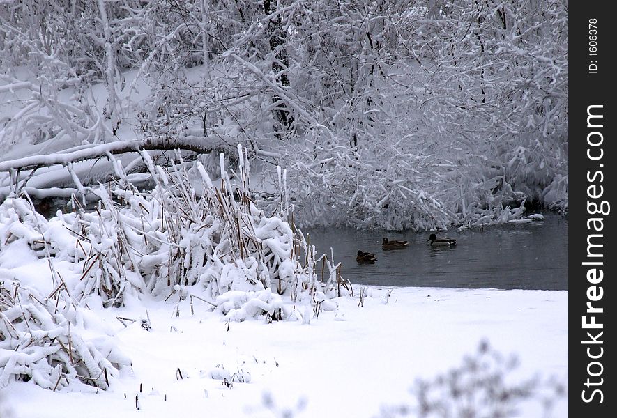 Winter landscape with the river and floating ducks.