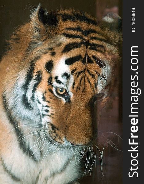 Close-up of the eyes of a Siberian Tiger in a zoo. Close-up of the eyes of a Siberian Tiger in a zoo.
