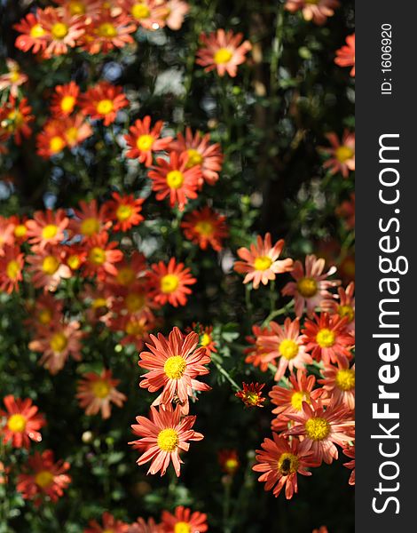 Blooming chrysanthemums for wallpaper of background