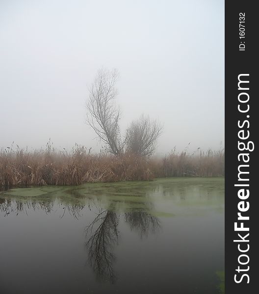 November landscape over a lake with tree, fog and reed. November landscape over a lake with tree, fog and reed