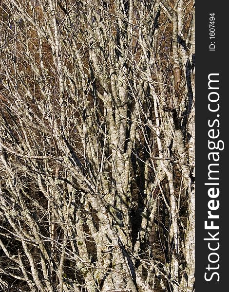 Coppiced Birch