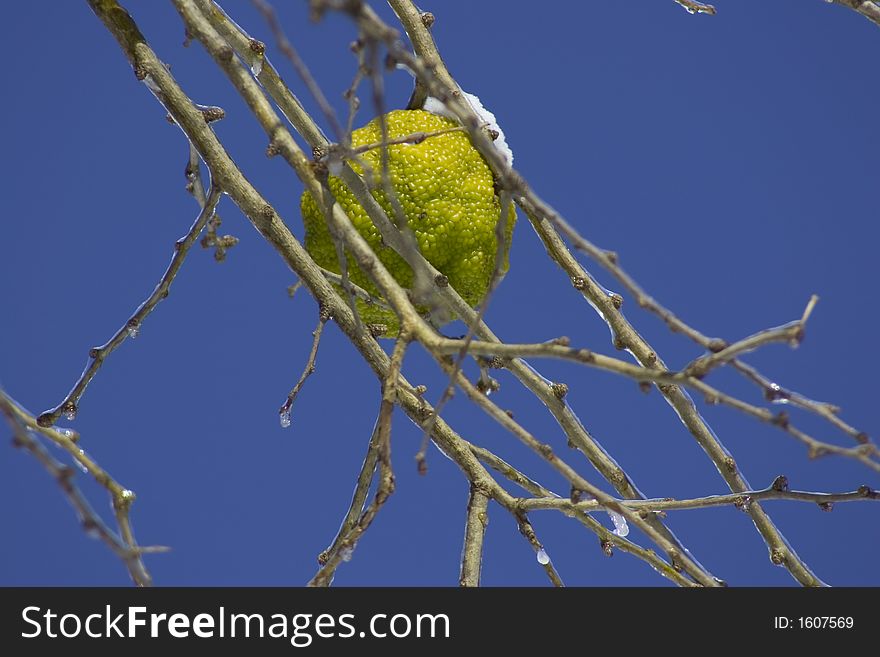 A lone hedge apple hangs onto its branch in spite of an ice storm. Also known as an Osage Orange.