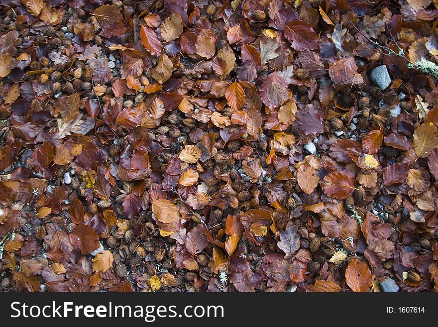 Great mixture of autumn leaves, nuts and pebbles.  Would make lovely background or texture. Great mixture of autumn leaves, nuts and pebbles.  Would make lovely background or texture.