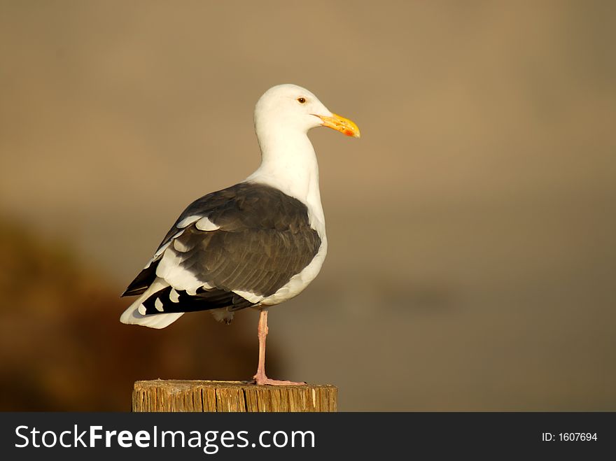 Seagull perched on log at Pismo Beach California