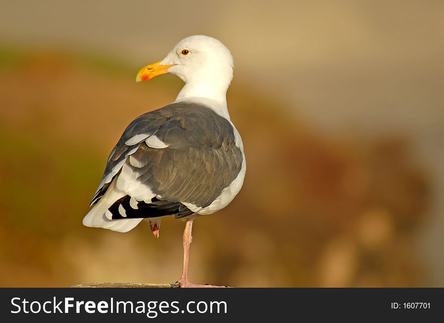 Seagull perched on log looking to the left in Pismo Beach Califo