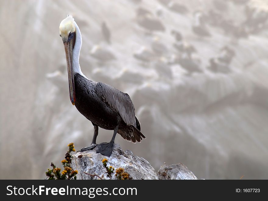 A pelican standing on rock overlooking ocean off coast of Pismo Beach California